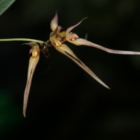 Bulbophyllum macraei (Lindl.) Rchb.f.